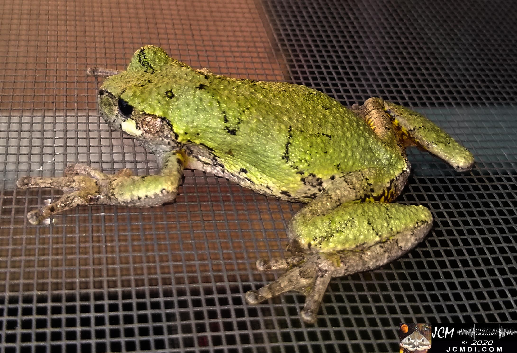 20200603 TN Tree Frog on screen